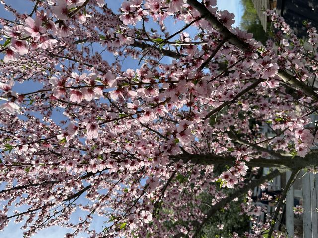 Kúsok Japonska v jarnej rozkvitnutej  Budapešti 05.04.2025